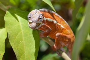 Chameleon pardálí